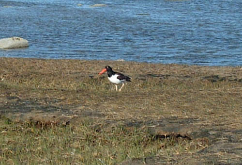 america_oyster_catcher.jpg