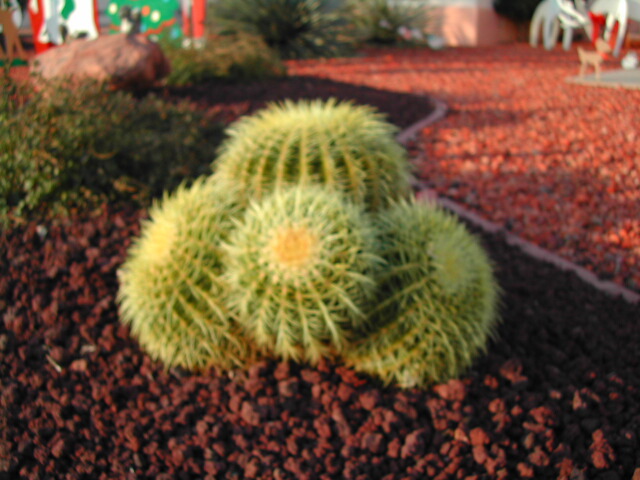 Very famous type of cactus that only resides in the Sun City West region of Arizona.