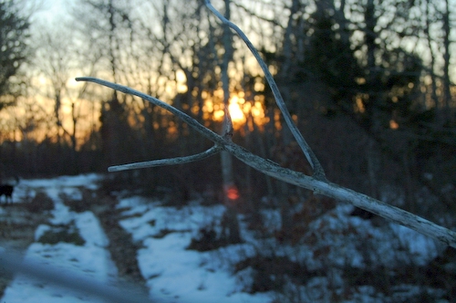 reserve_land_branch_at_sunset.jpg